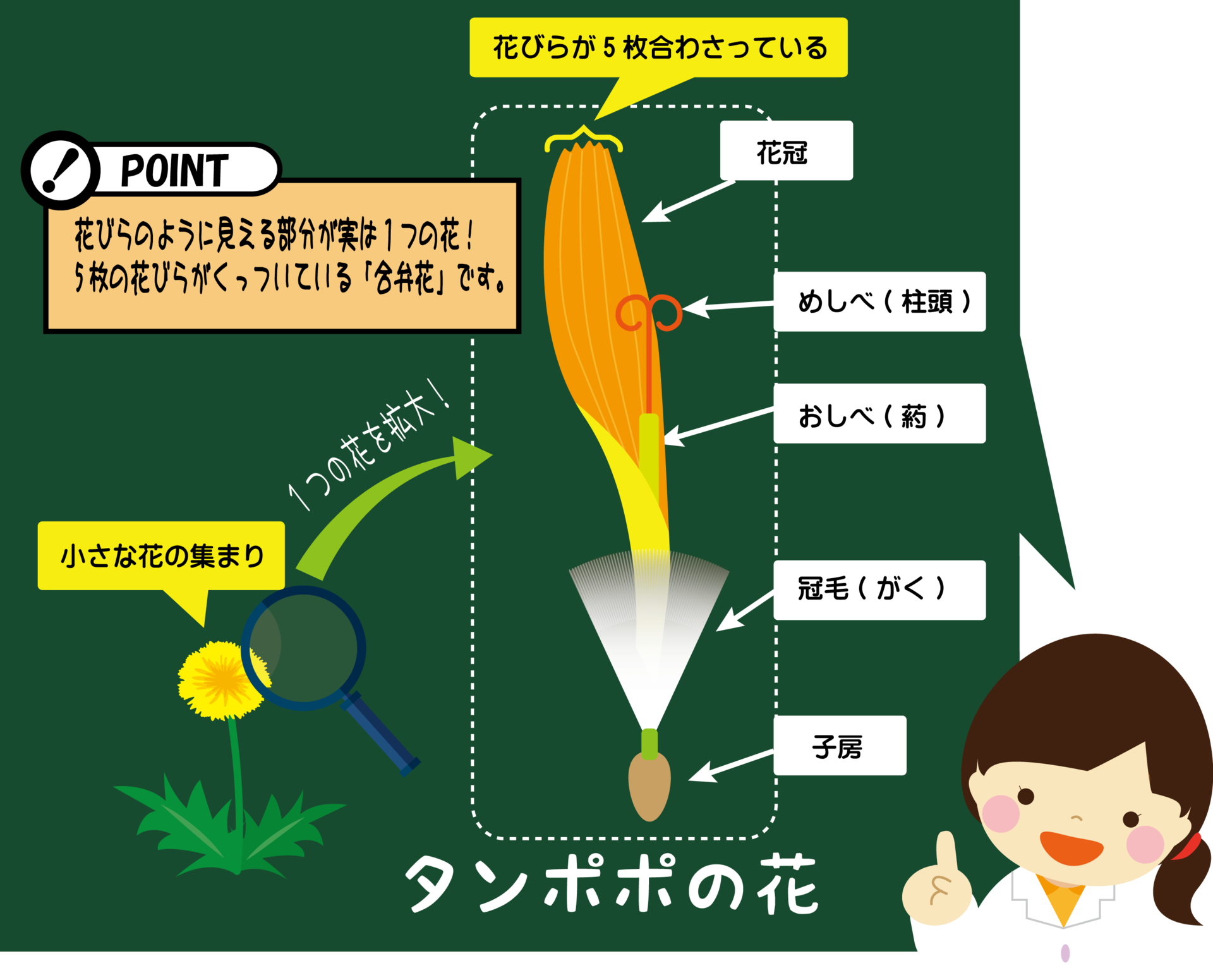 イラスト 理科 タンポポの花の構造 合弁花 みさき先生のスマイル